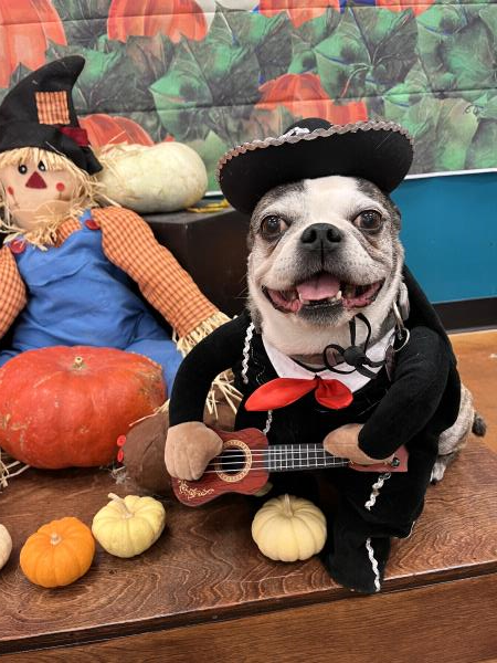 /images/uploads/pug nation rescue of los angeles/pugnation2024/entries/31035thumb.jpg
